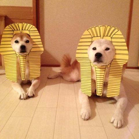 #狗狗
