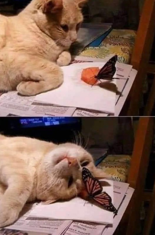 #猫猫