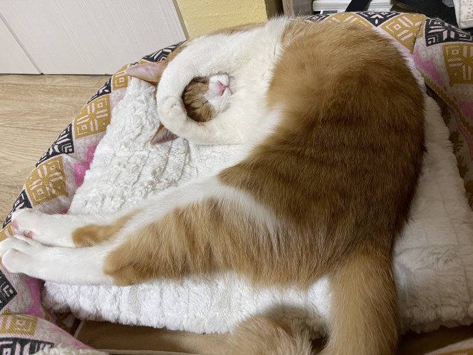 #猫猫#猫猫