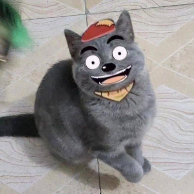 #猫猫