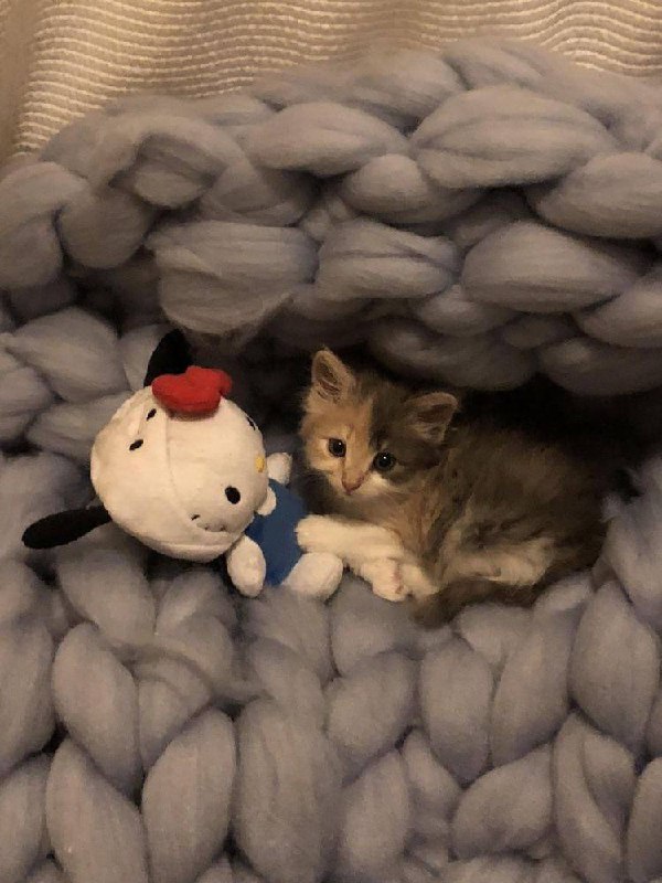 #猫猫