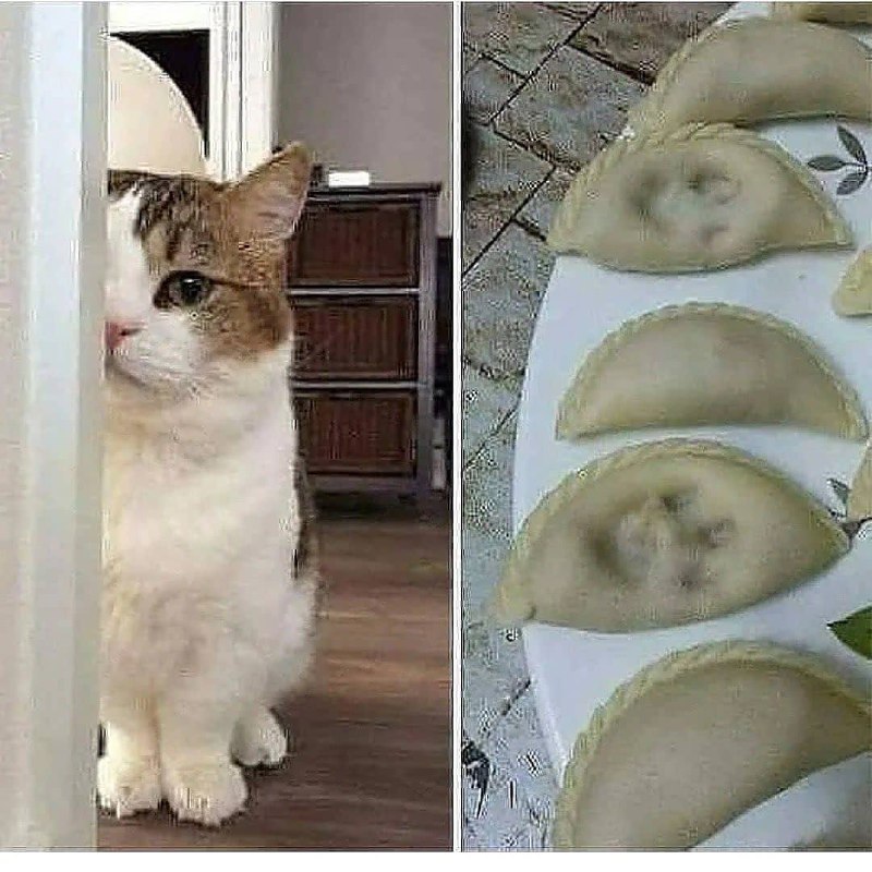 #猫猫