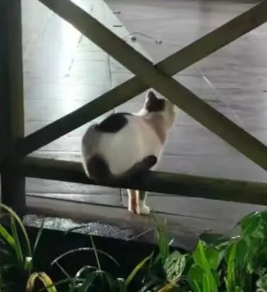 😑#猫猫😑#猫猫