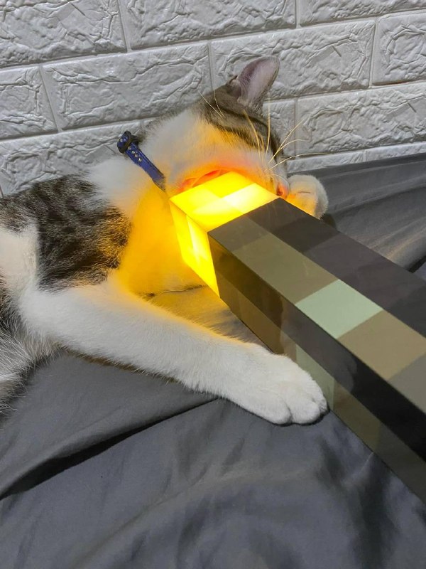 #猫猫