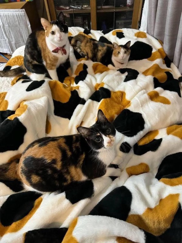 #猫猫