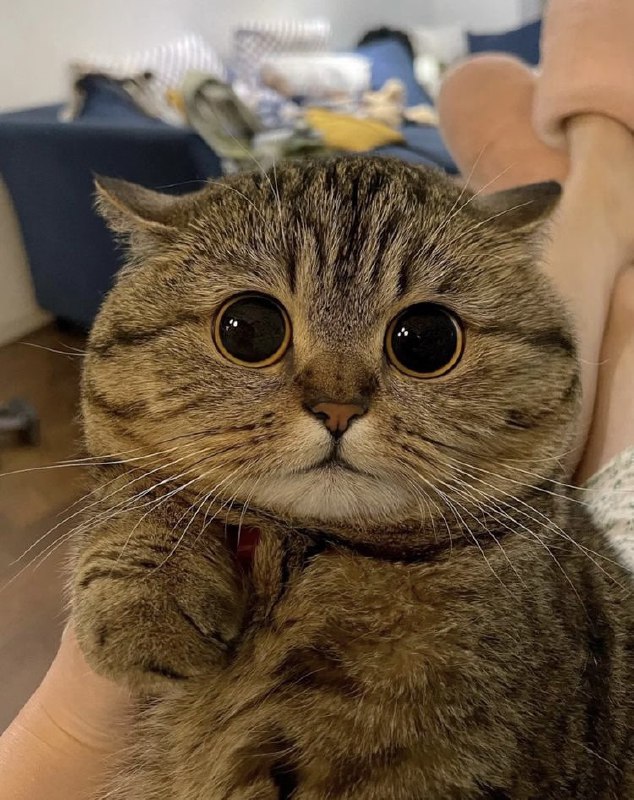 #猫猫