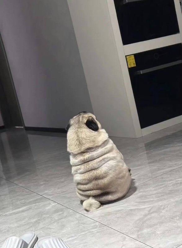 #狗狗