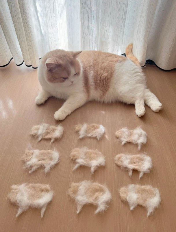 《猫有九条命》#猫猫