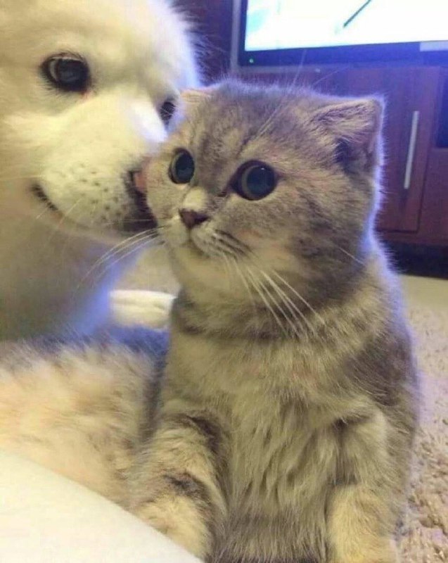 #猫猫 #狗狗