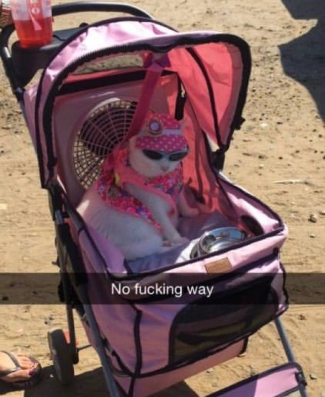 #猫猫