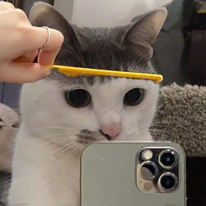 #猫猫#猫猫