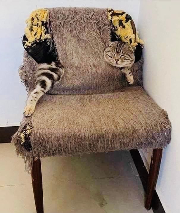 #猫猫