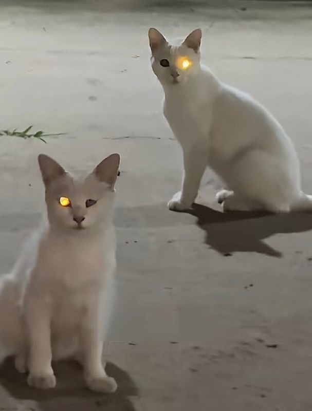一只叫卡卡西，一只叫带土😁#猫猫