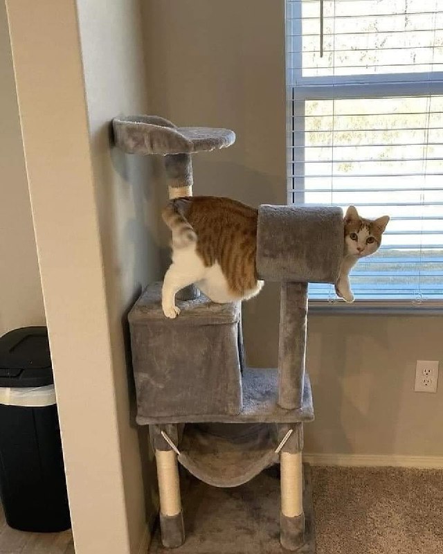 #猫猫