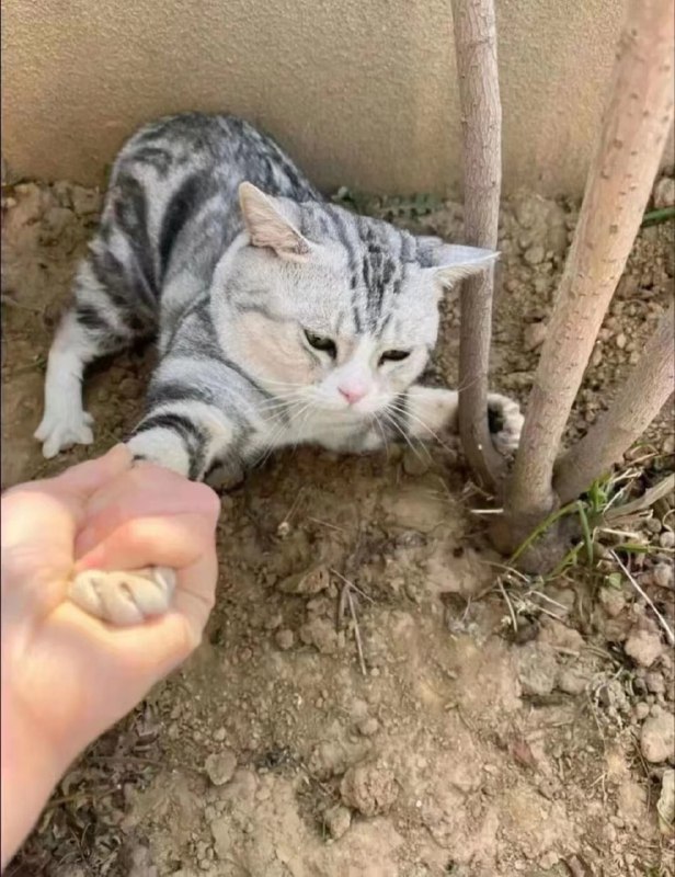 路上捡了一只 #猫猫 它说想和我回家😋