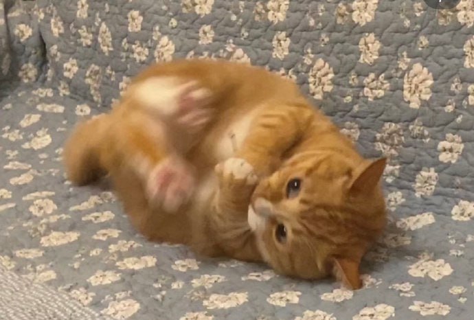 #猫猫#猫猫