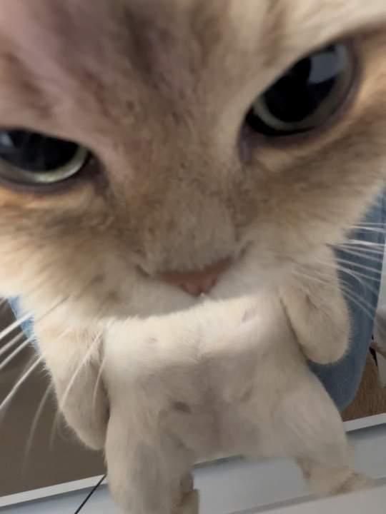 #猫猫