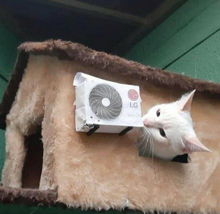 #猫猫