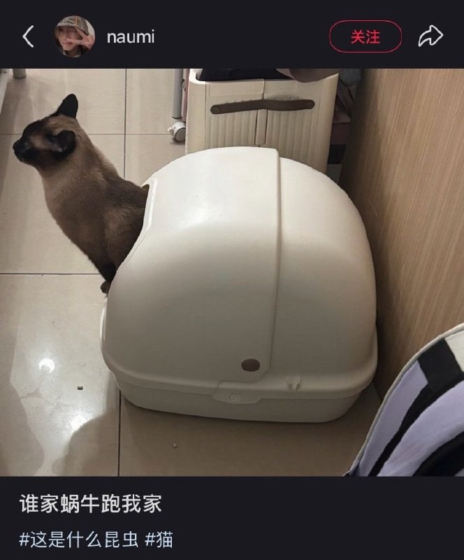 🐌#猫猫