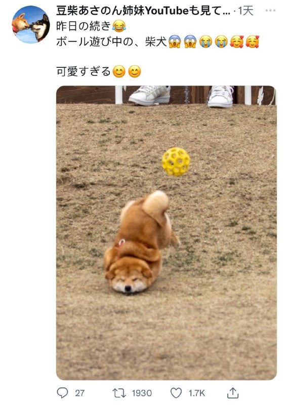 玩球球的阿柴玩球球的阿柴