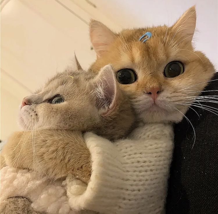 #猫猫