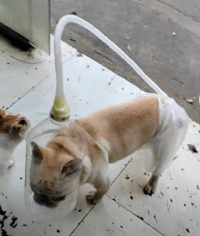 #狗狗