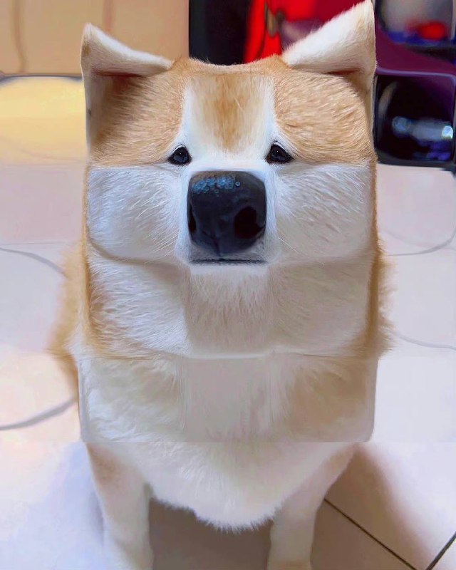 #狗狗