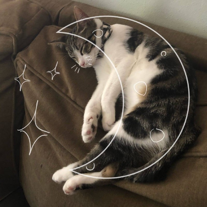 #猫猫#猫猫