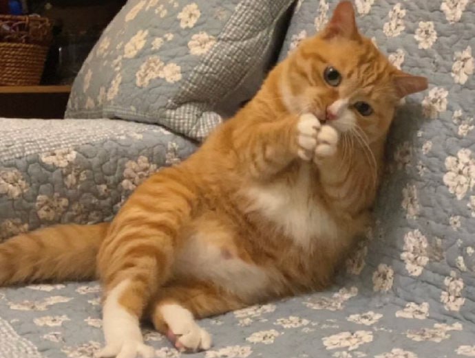 #猫猫#猫猫