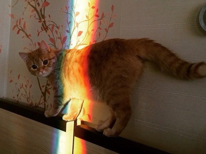 #猫猫
