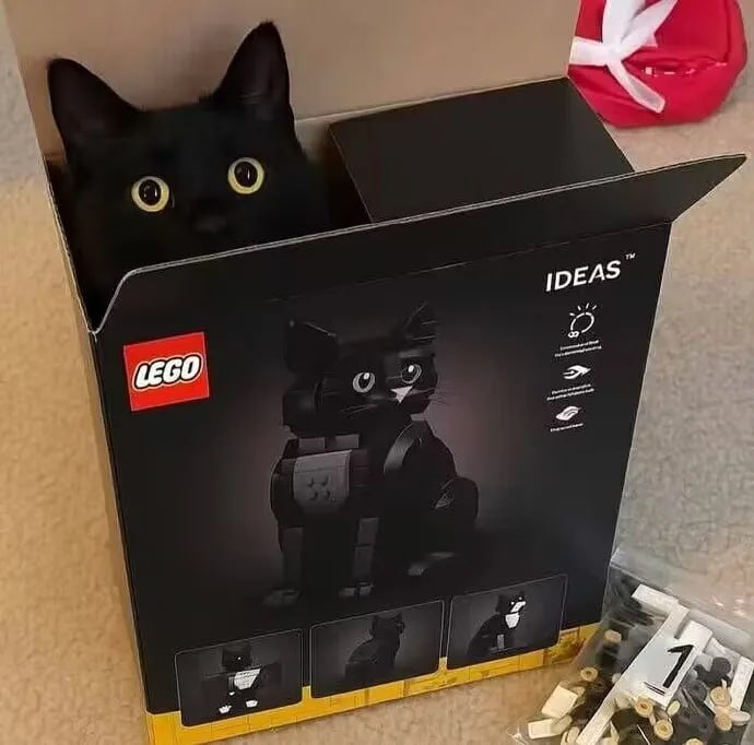 #猫猫