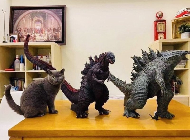 #猫猫 的进化过程