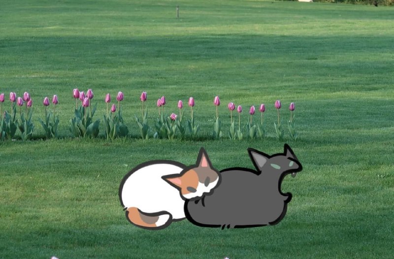 #猫猫