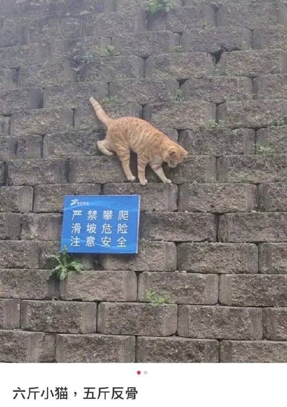 #猫猫