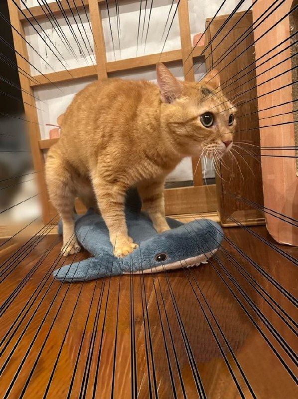 #猫猫