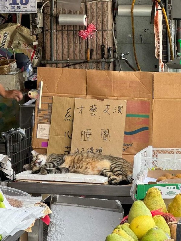 #猫猫