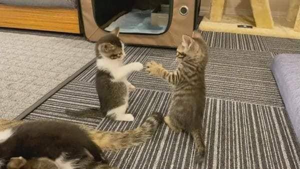 “石头剪刀布”#猫猫