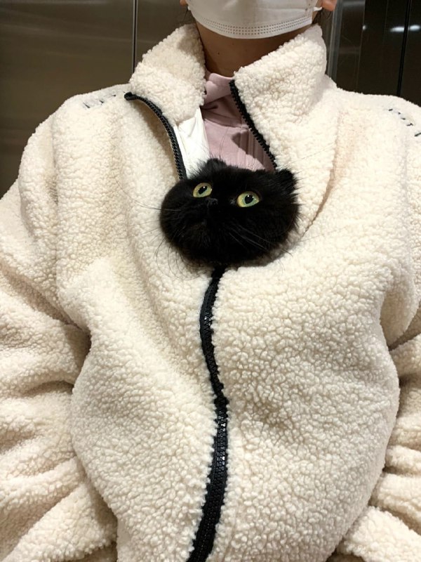 #猫猫#猫猫