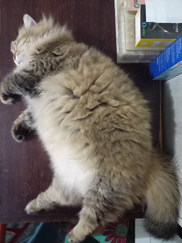 #猫猫