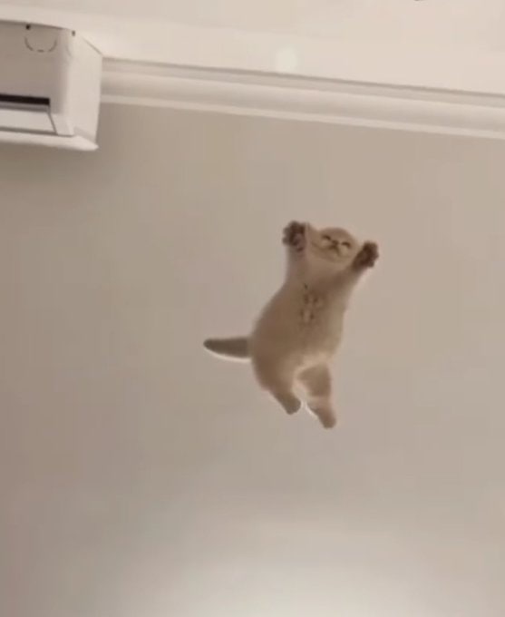 #猫猫 来喽！