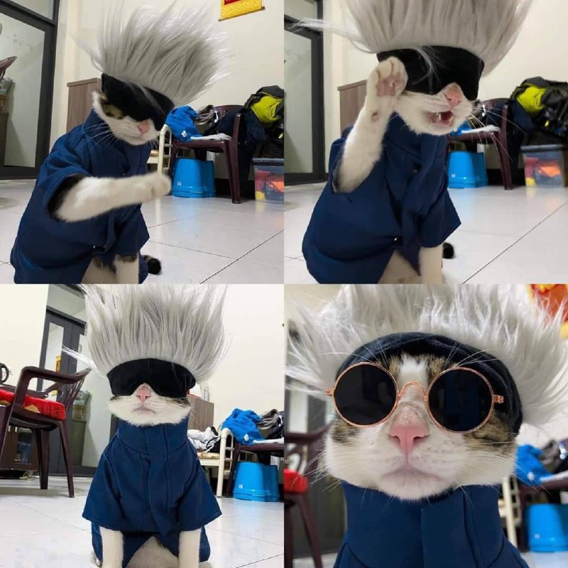 五条悟#猫猫