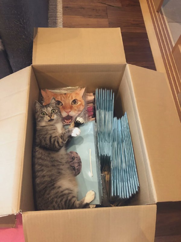 #猫猫
