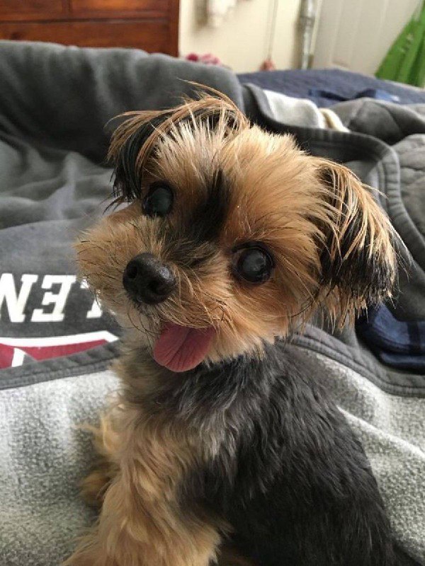 #狗狗 😋