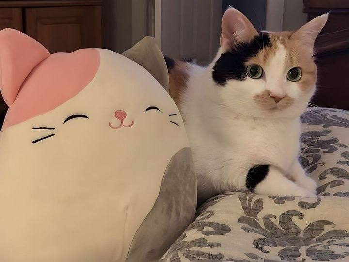 #猫猫