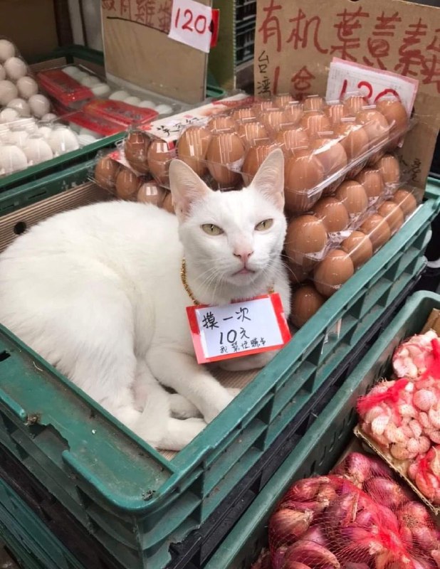 #猫猫