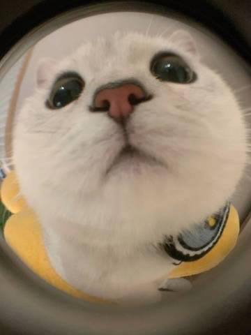 #猫猫 快开门#猫猫 快开门