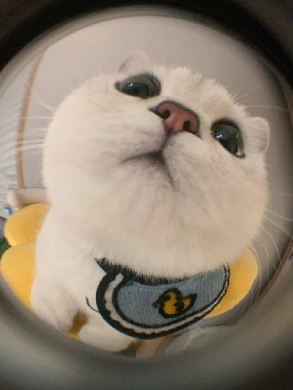 #猫猫 快开门#猫猫 快开门