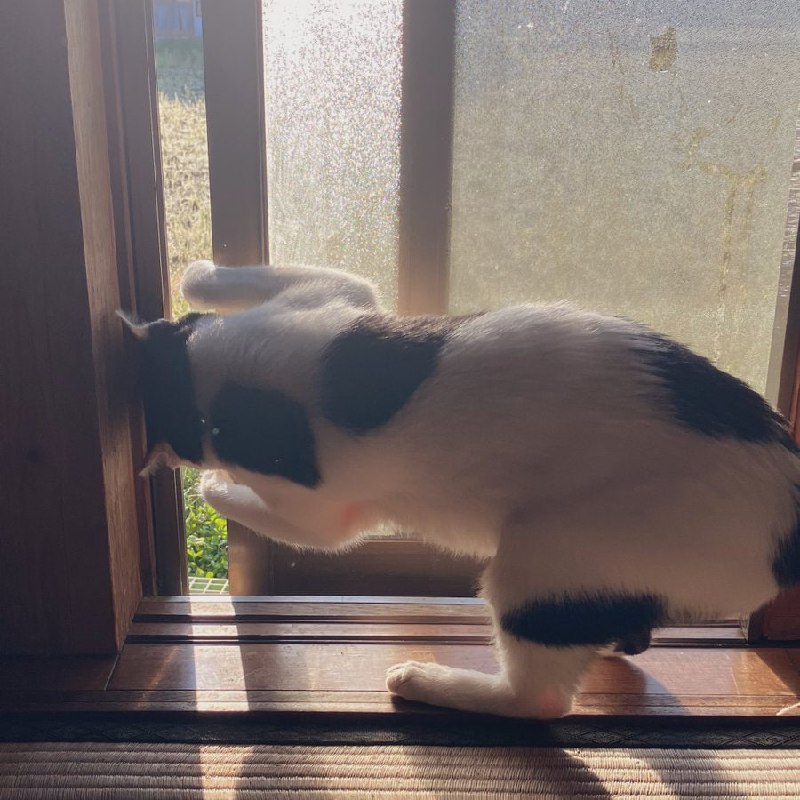 #猫猫