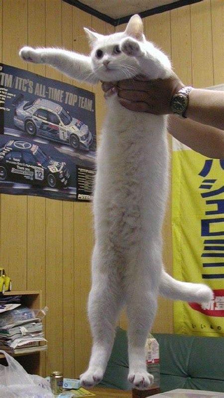 #猫猫#猫猫