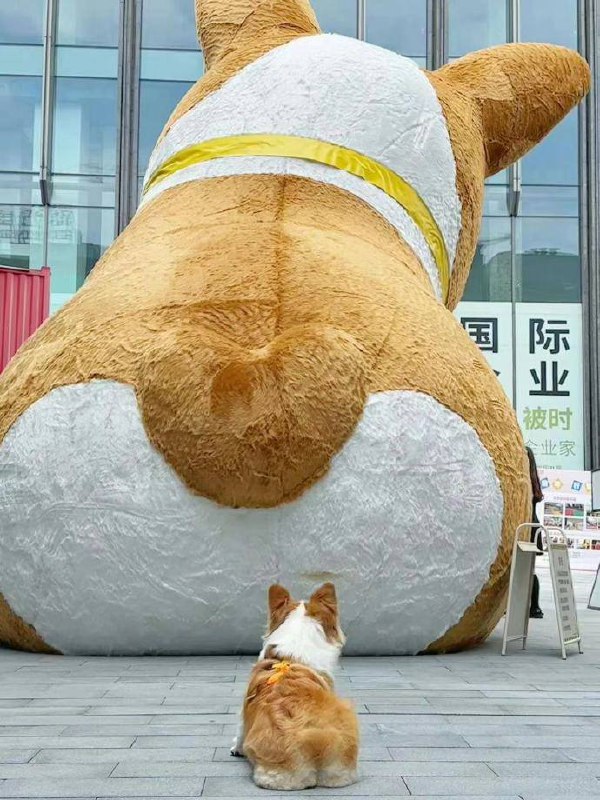 #狗狗